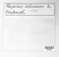 Rhytisma salicinum image